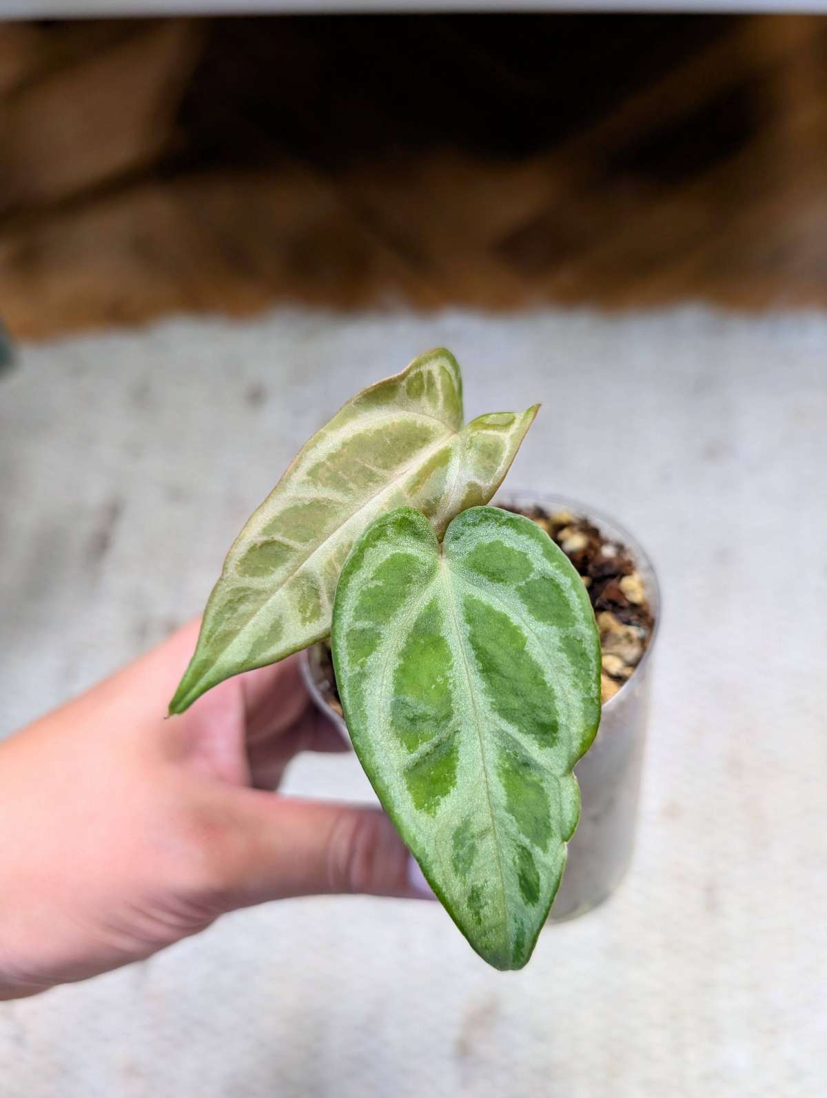 Anthurium Selby's Silver