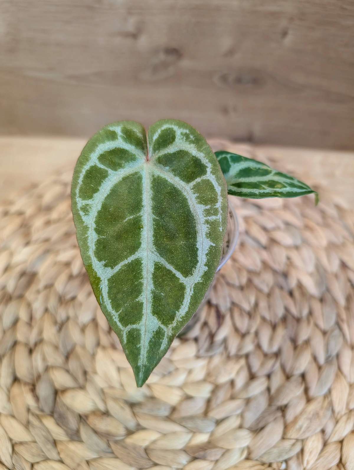 Anthurium Selby's Silver 2x 🩶