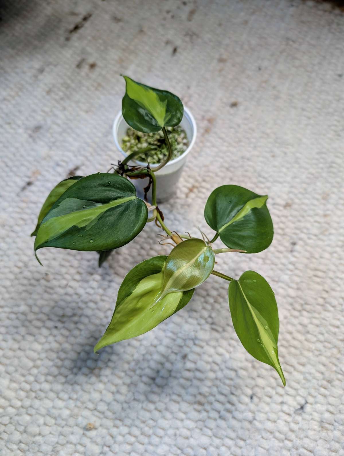 Philodendron Brasil