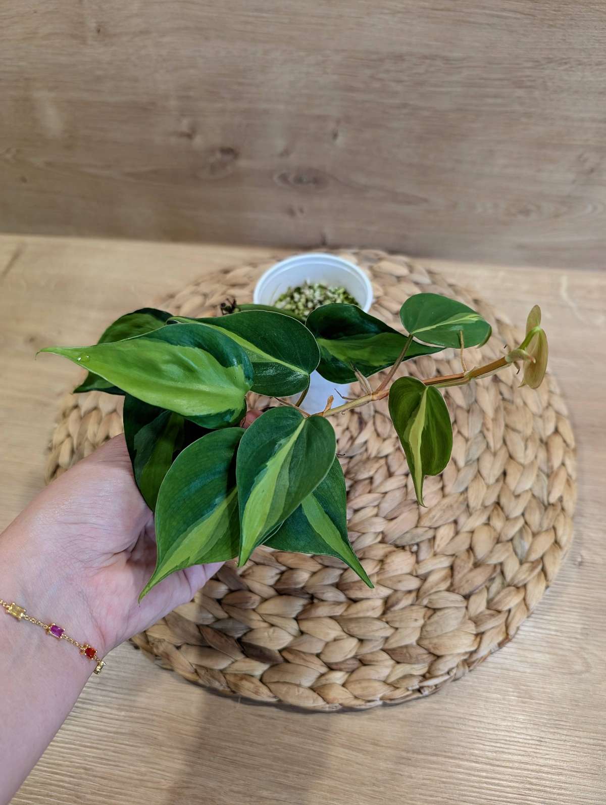 Philodendron Brasil