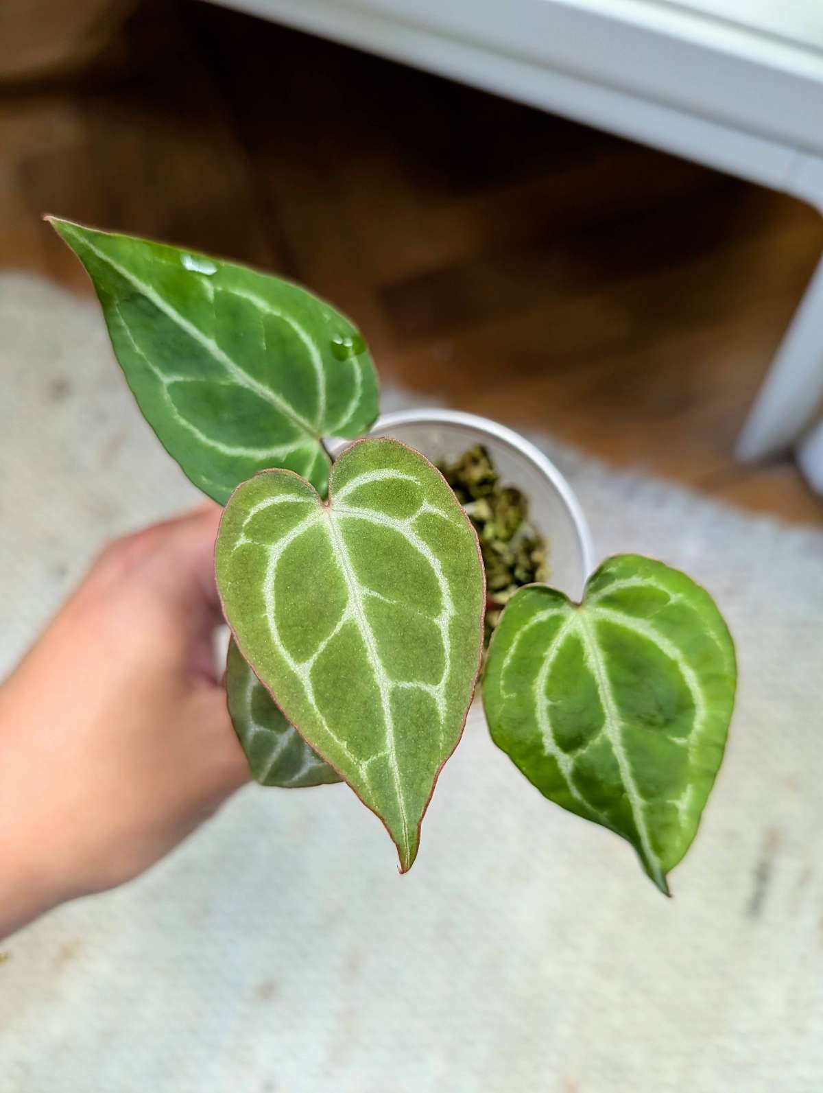 Anthurium Java Crystall Compact