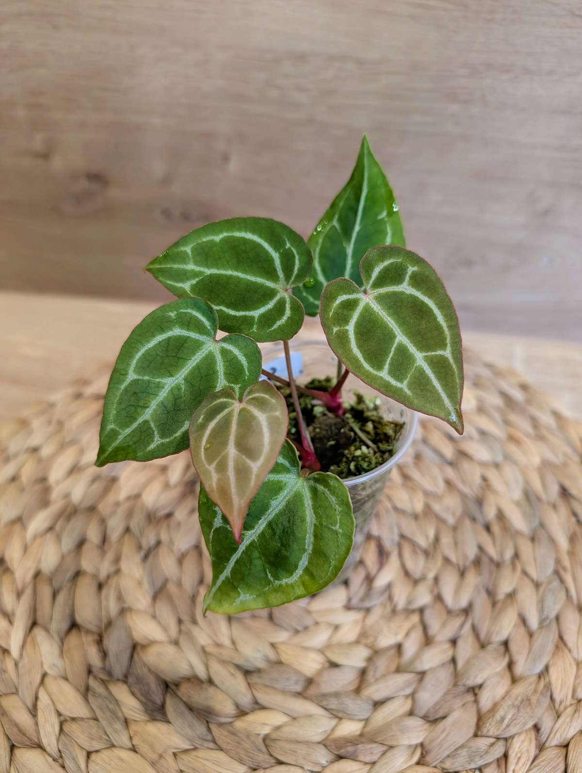 Anthurium Java Crystall Compact