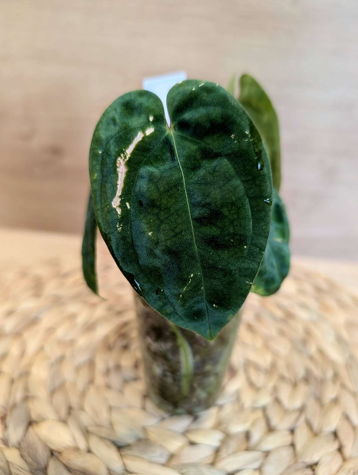 Anthurium Besseae T3 x Papililaminum T5