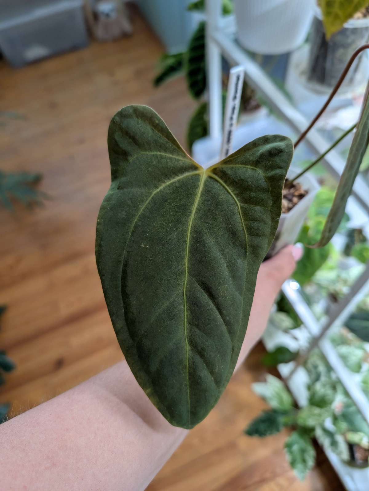 Anthurium Mr World Wide x Papililaminum Daniel (Cutting)