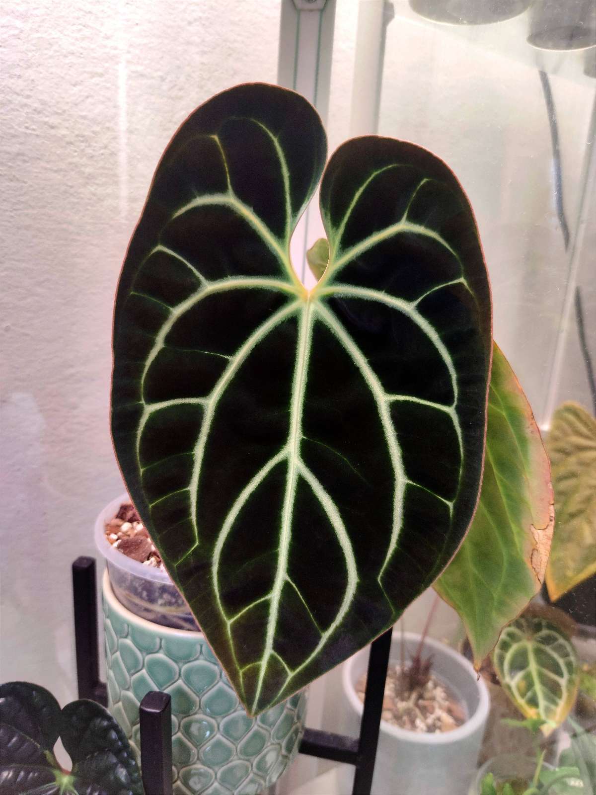 Anthurium Besseae Black Cutting/Clone🖤