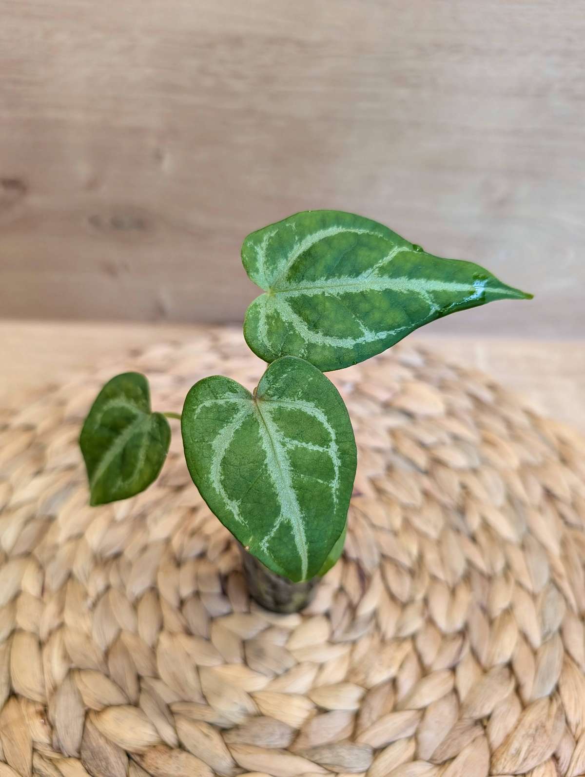Anthurium Forgetii x Clone/Cutting