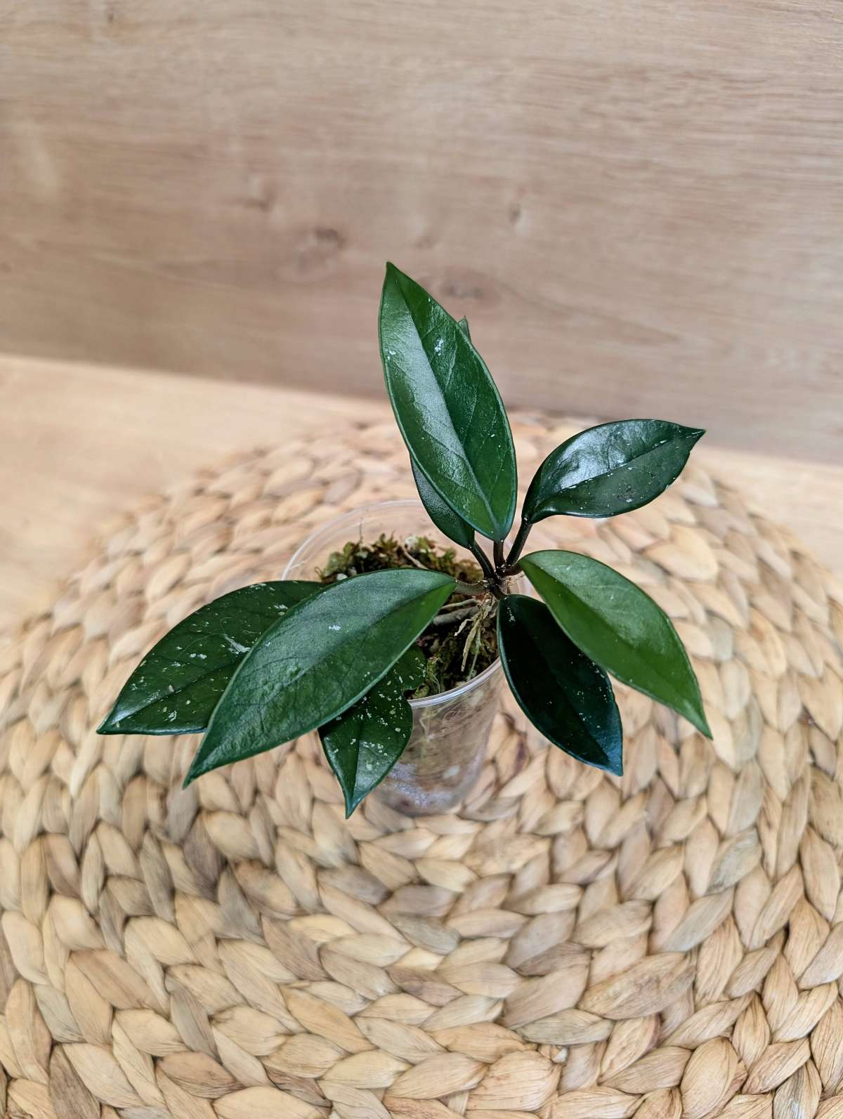 Hoya Carnosa