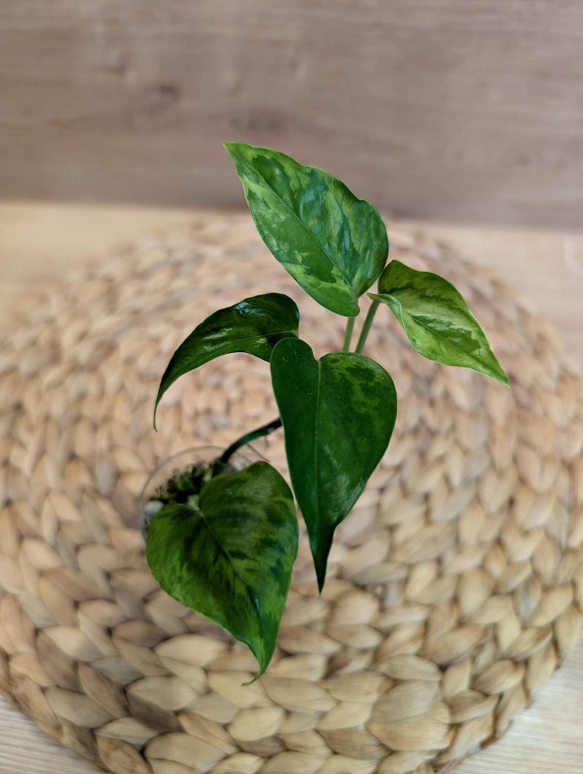 Epipremnum Jungle Star