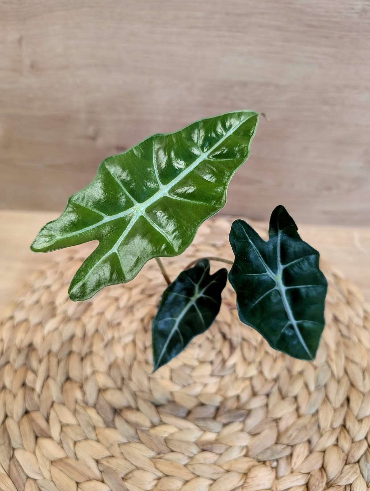 Alocasia Polly 2x