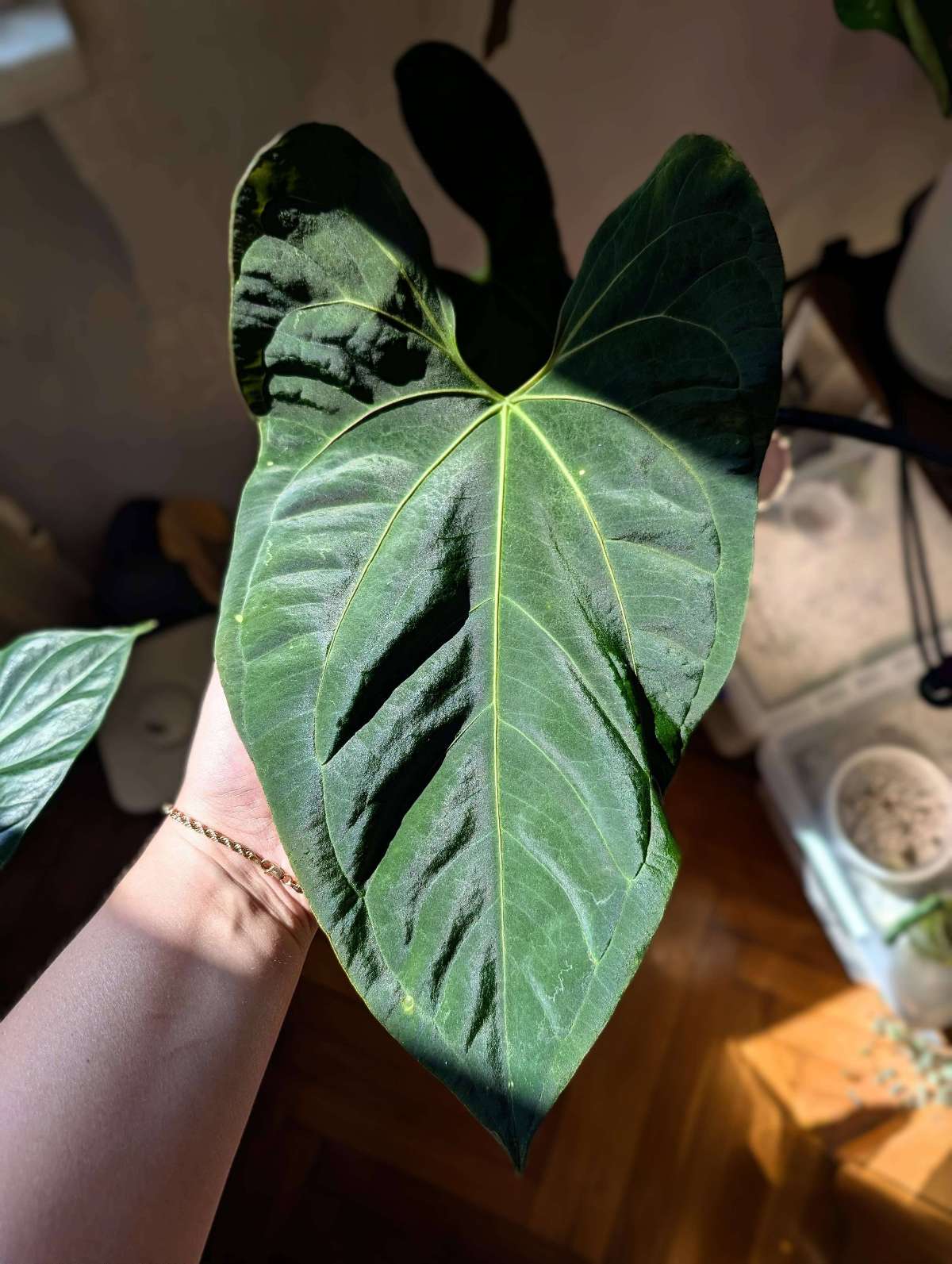 Anthurium NoID Clone/Cutting