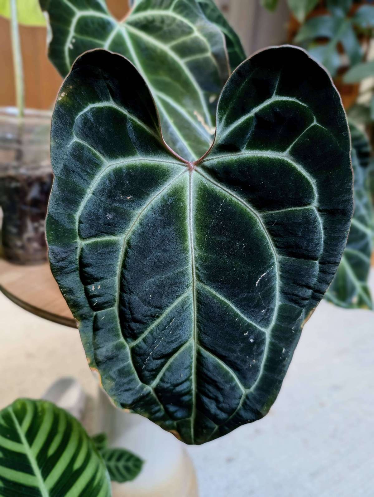 Anthurium Besseae Curvy Lobes Cutting/Clone