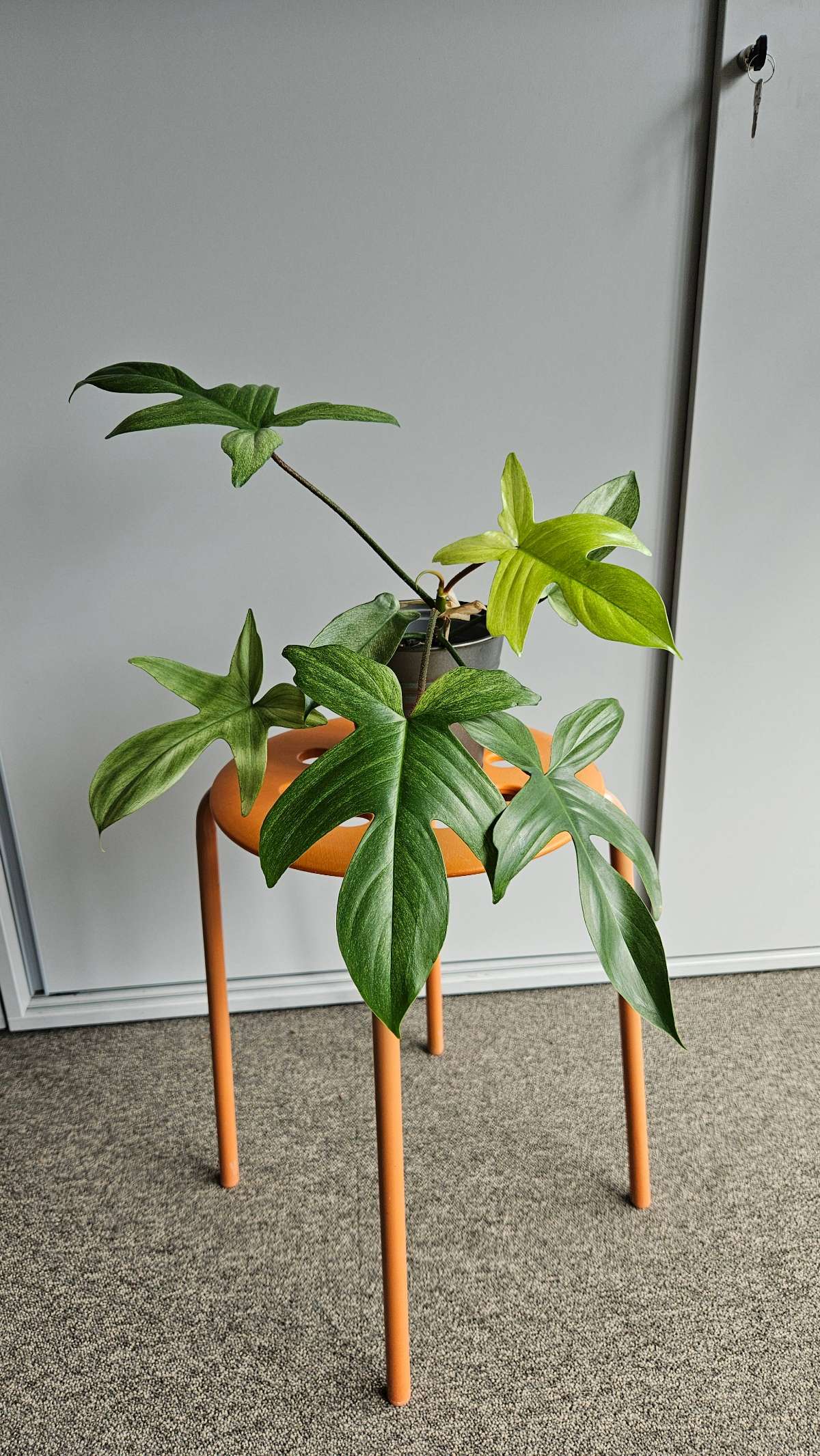 Philodendron Florida Ghost