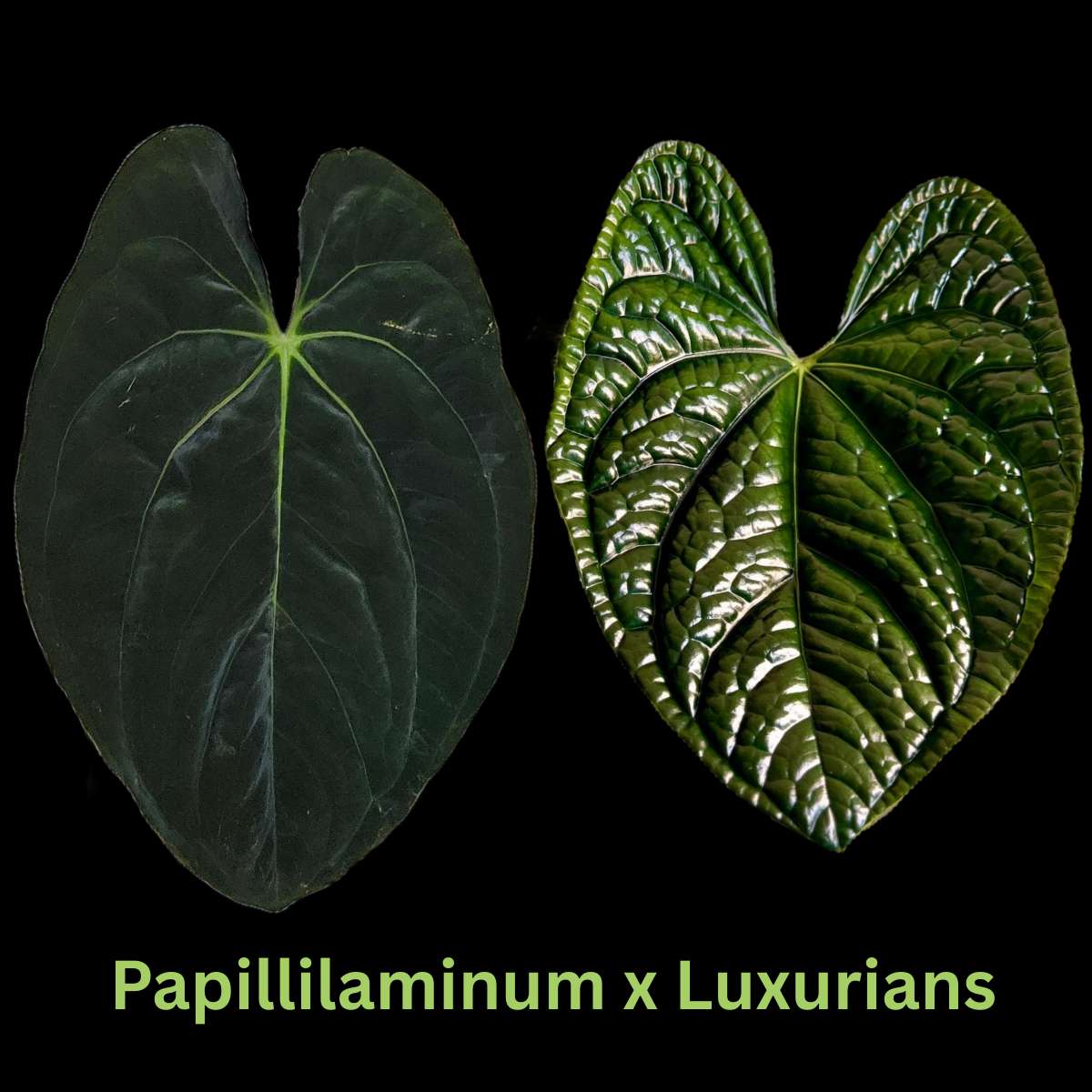 Anthurium Papillilaminum x Luxurians