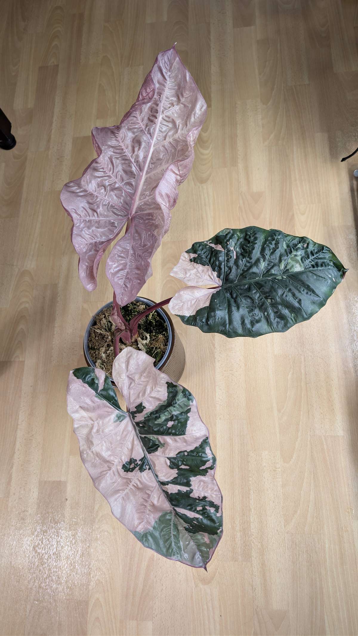 Große Alocasia Yucatan Princess Pink Mutterpflanze