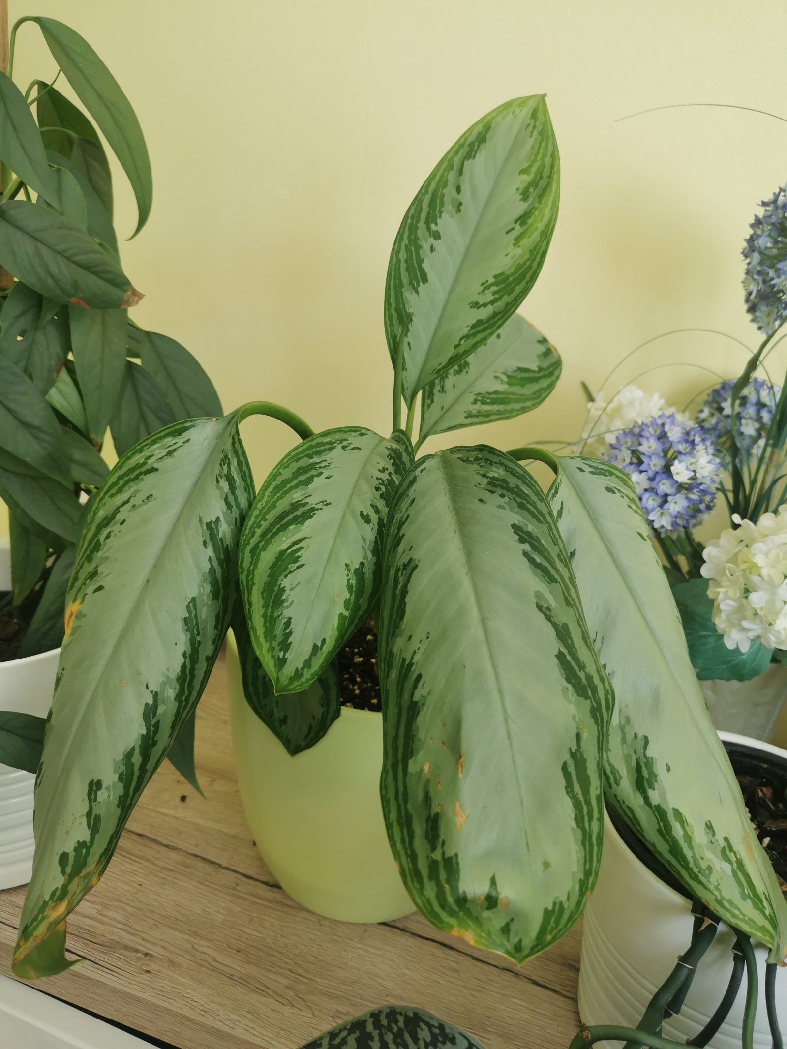Aglaonema Silver Bay Kolbenfaden