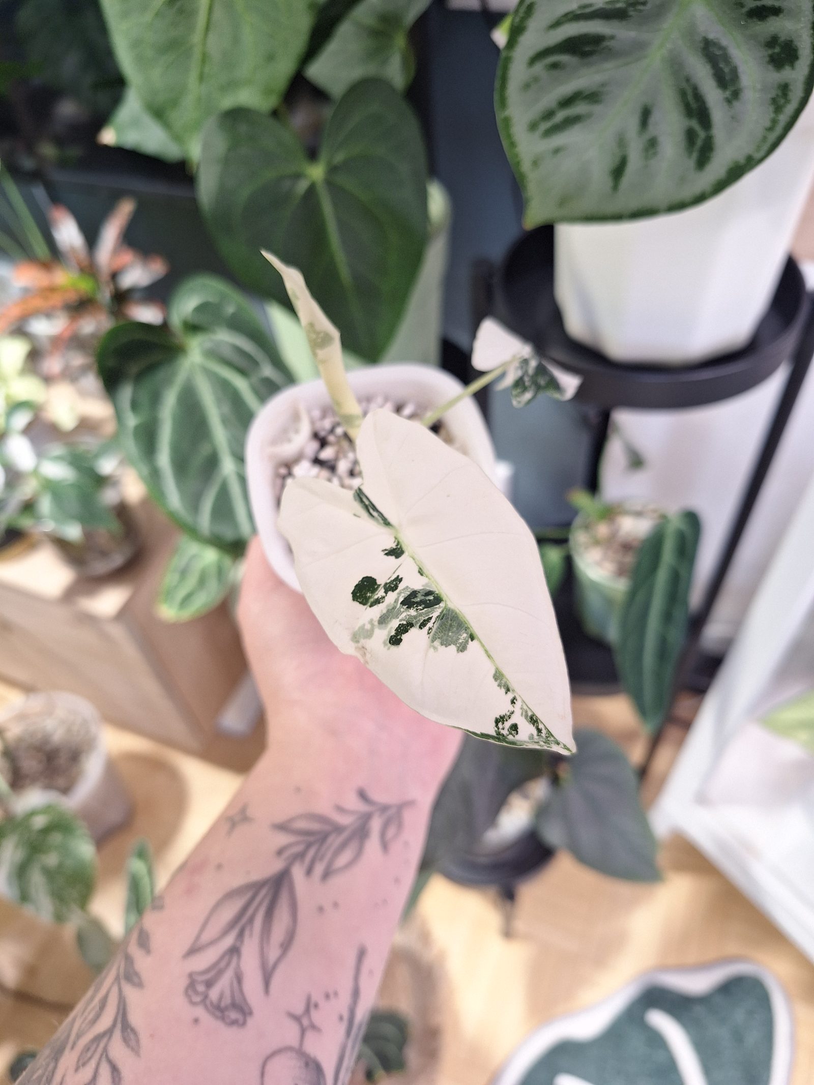 Alocasia Frydek Variegata