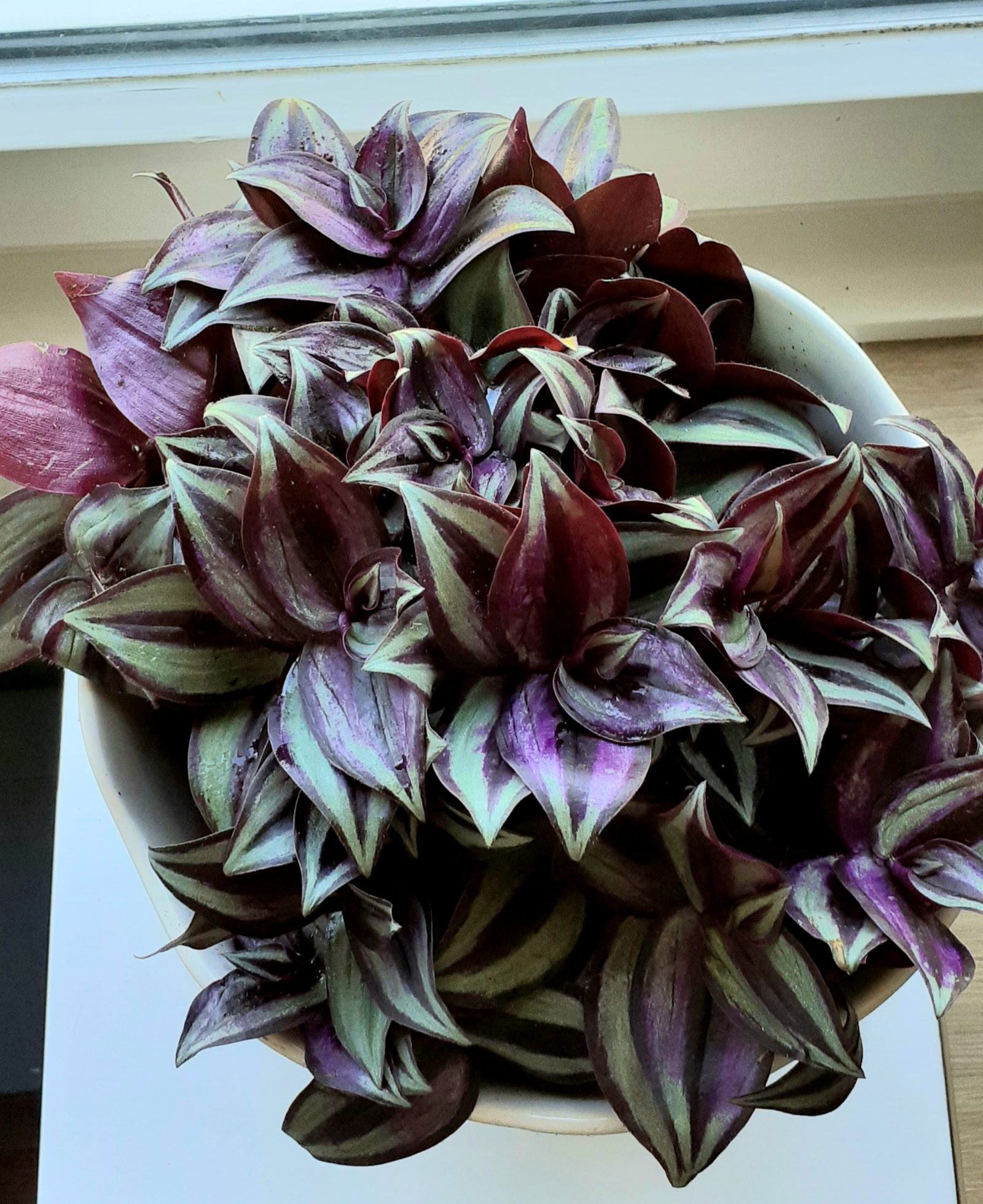 Tradescantia zebrina Violett