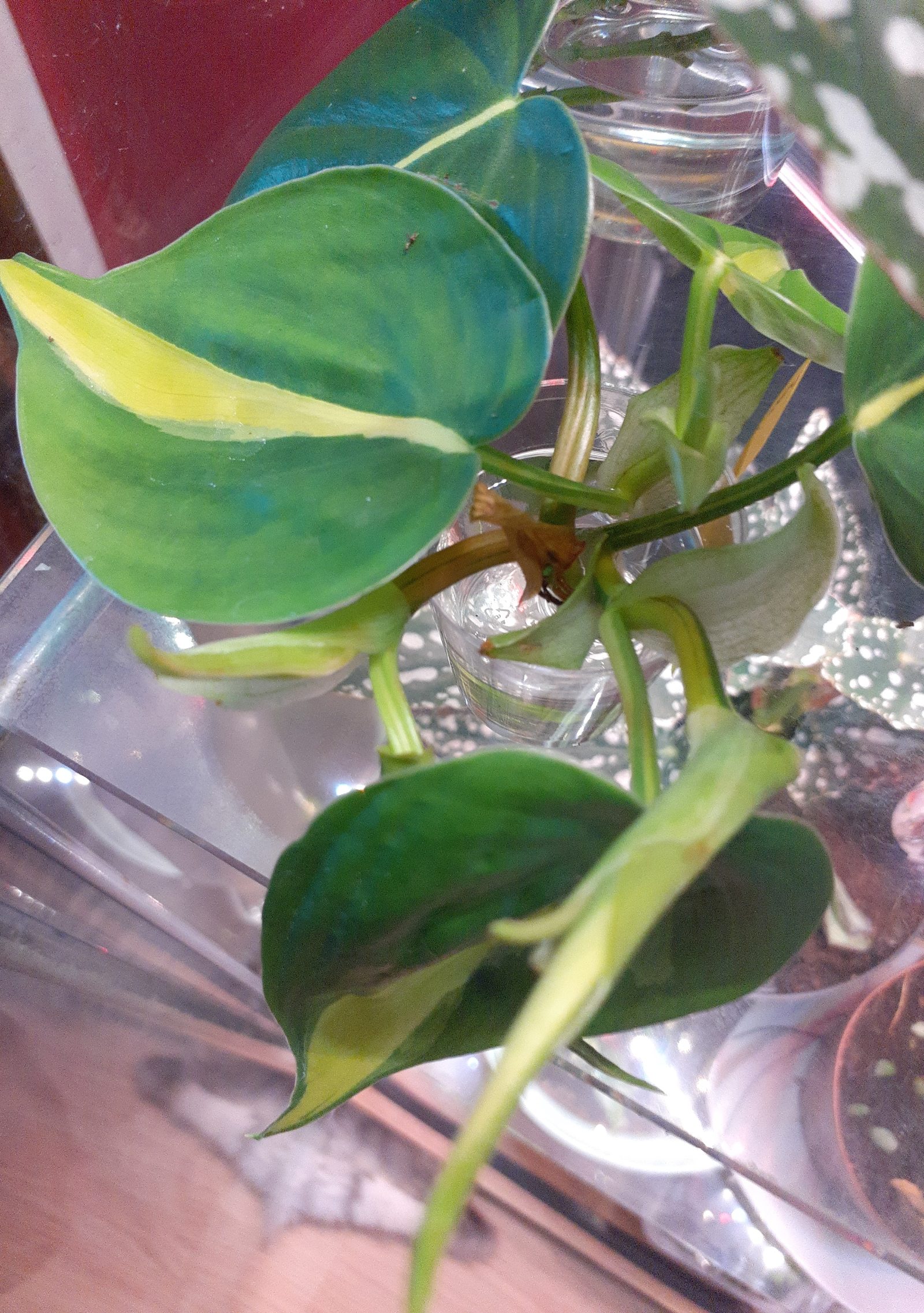 Philodendron scandens Brazil Ableger