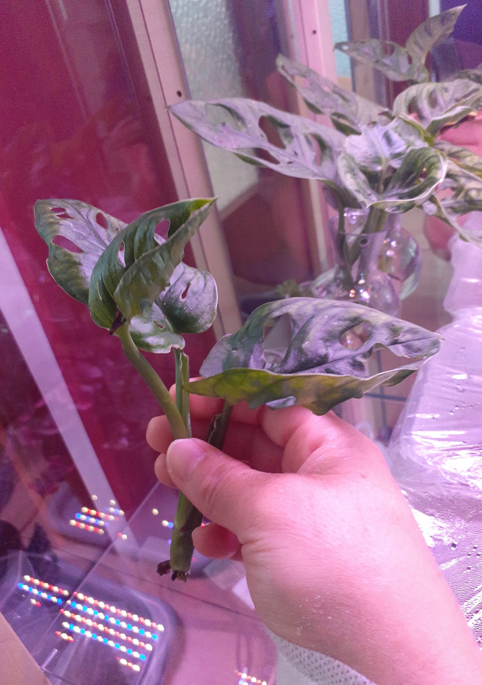 Monstera Monkey leaf Ableger