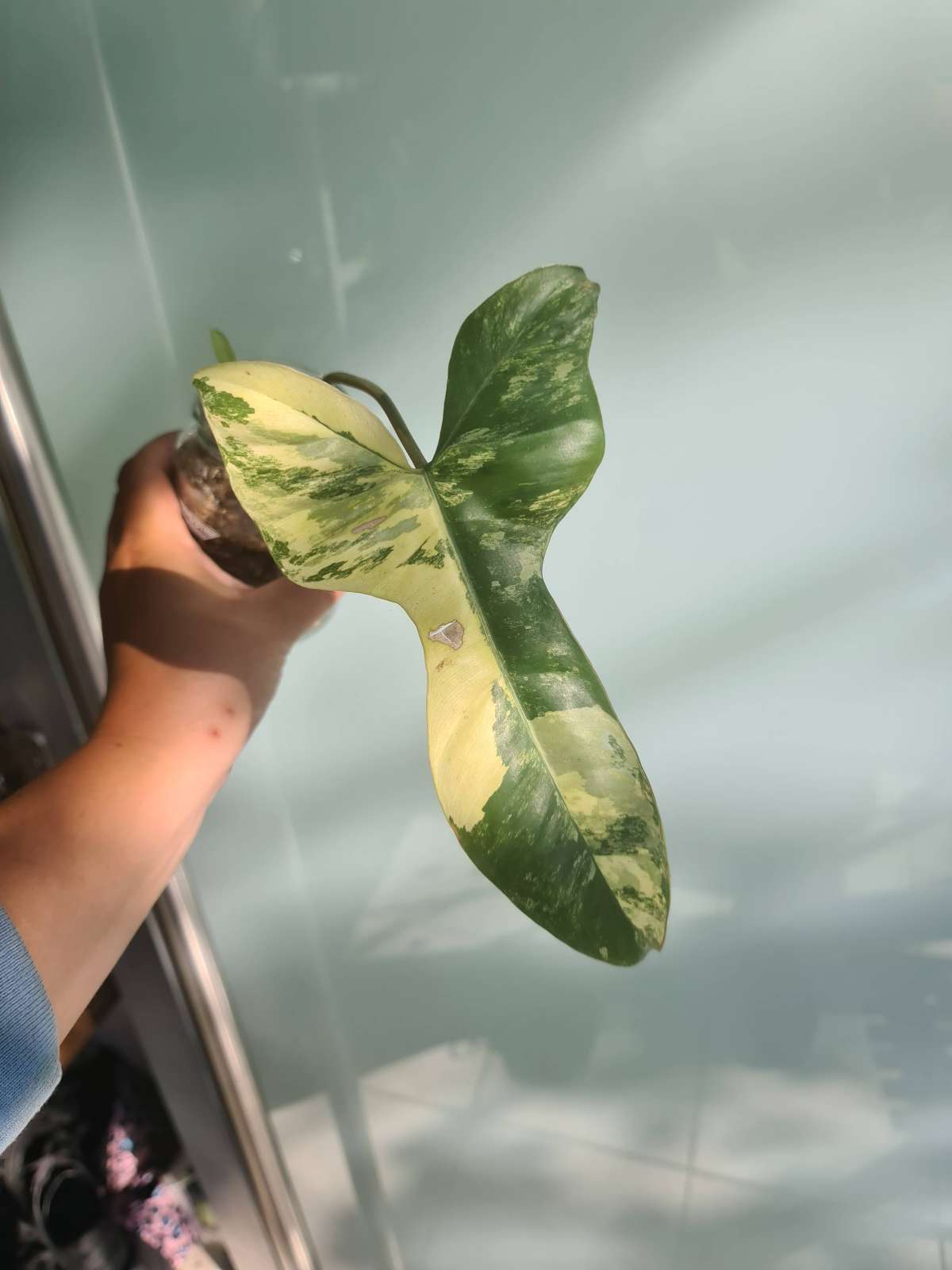 Philodendron Jennifer (florb x billietiae )