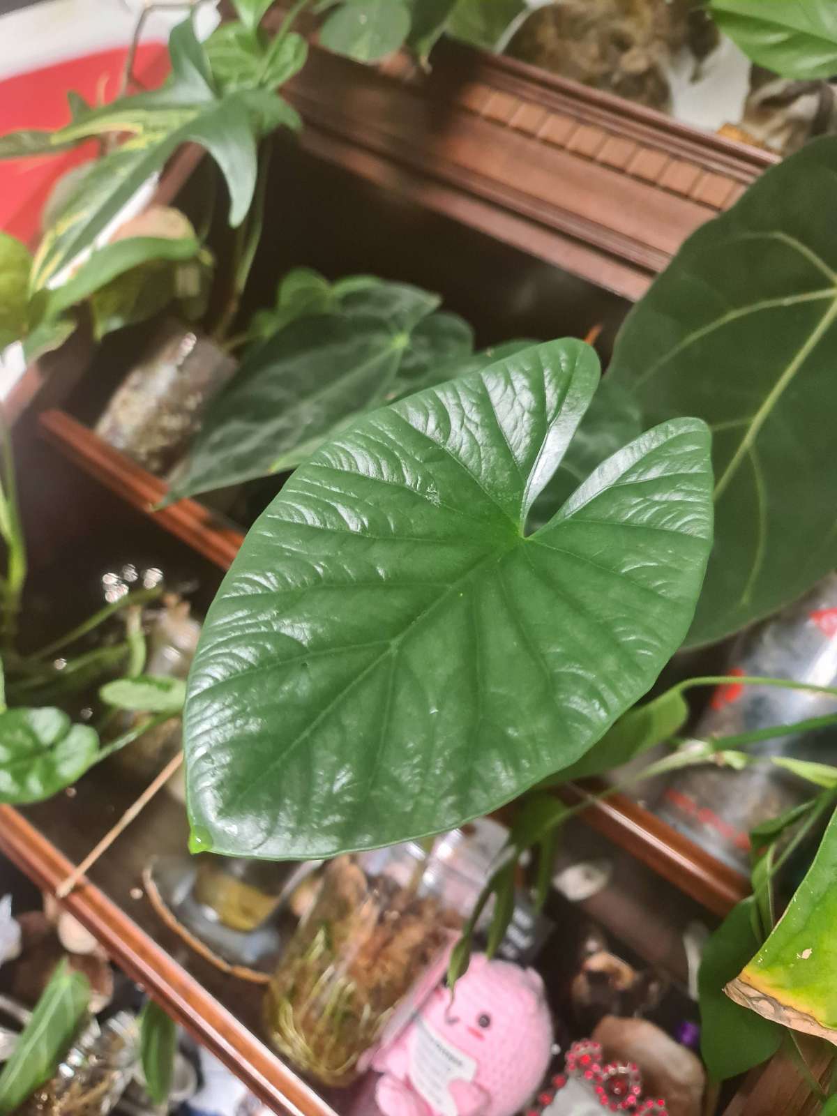 Alocasia Lukiwan rhizom
