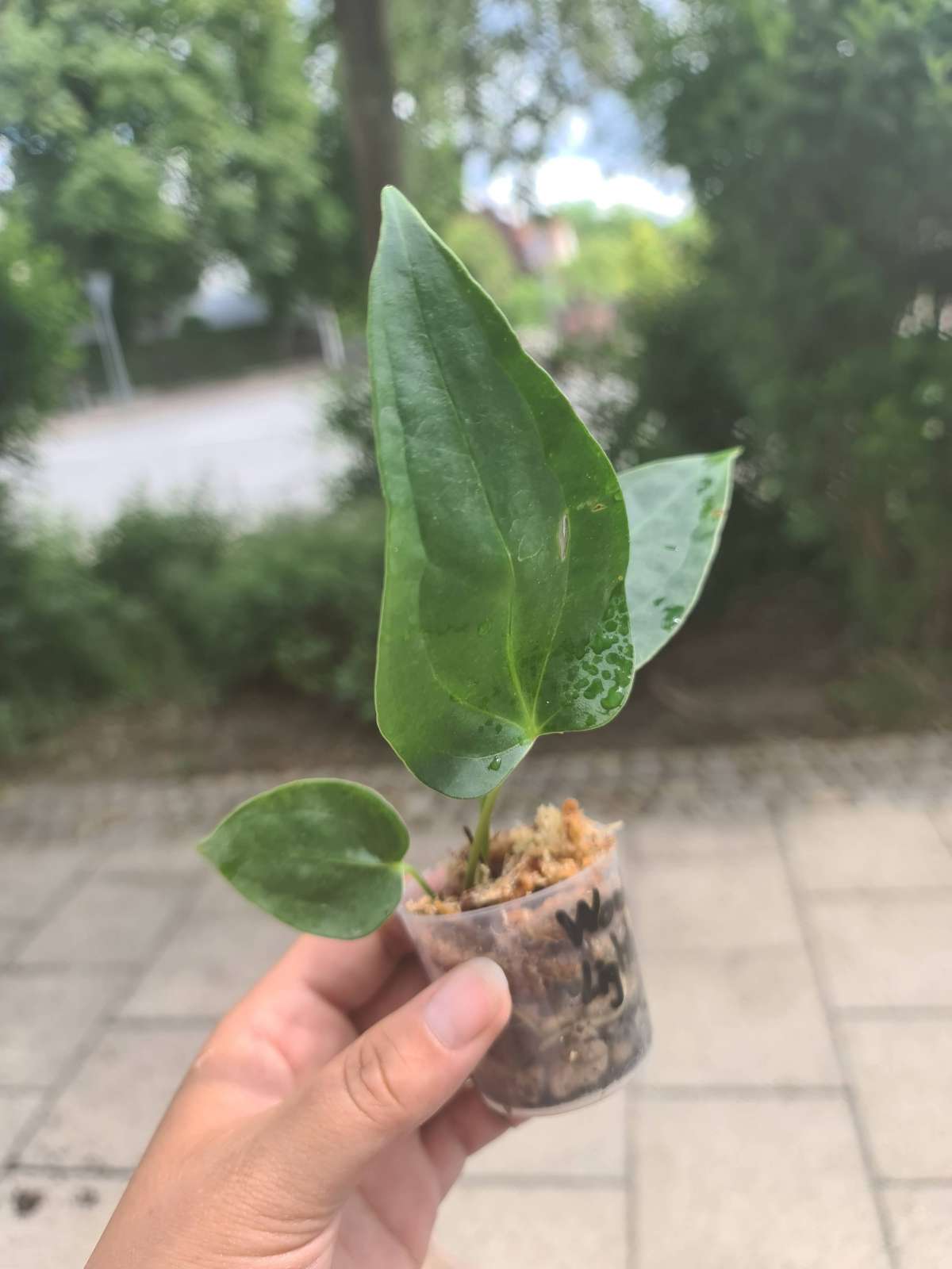 Anthurium Wonder x Lightning