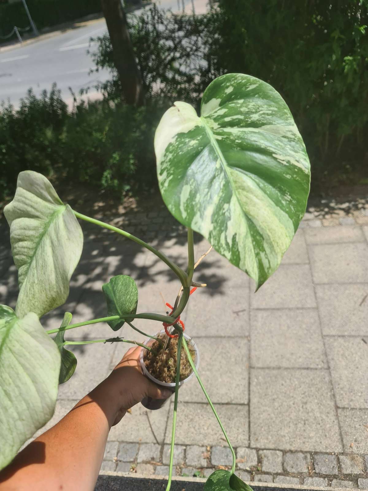 Butt cutting Monstera Jungle Mint