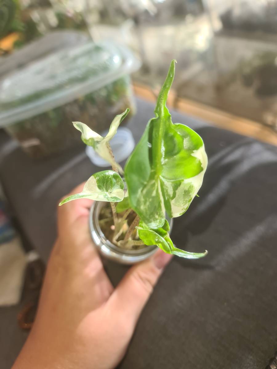 Alocasia Stingray Albo variegata