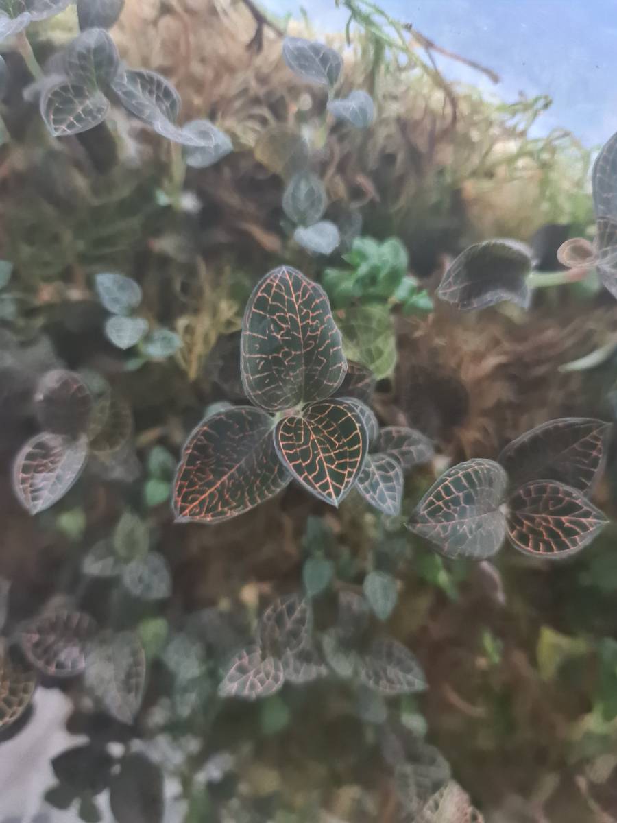 Juwelorchideen Macodes