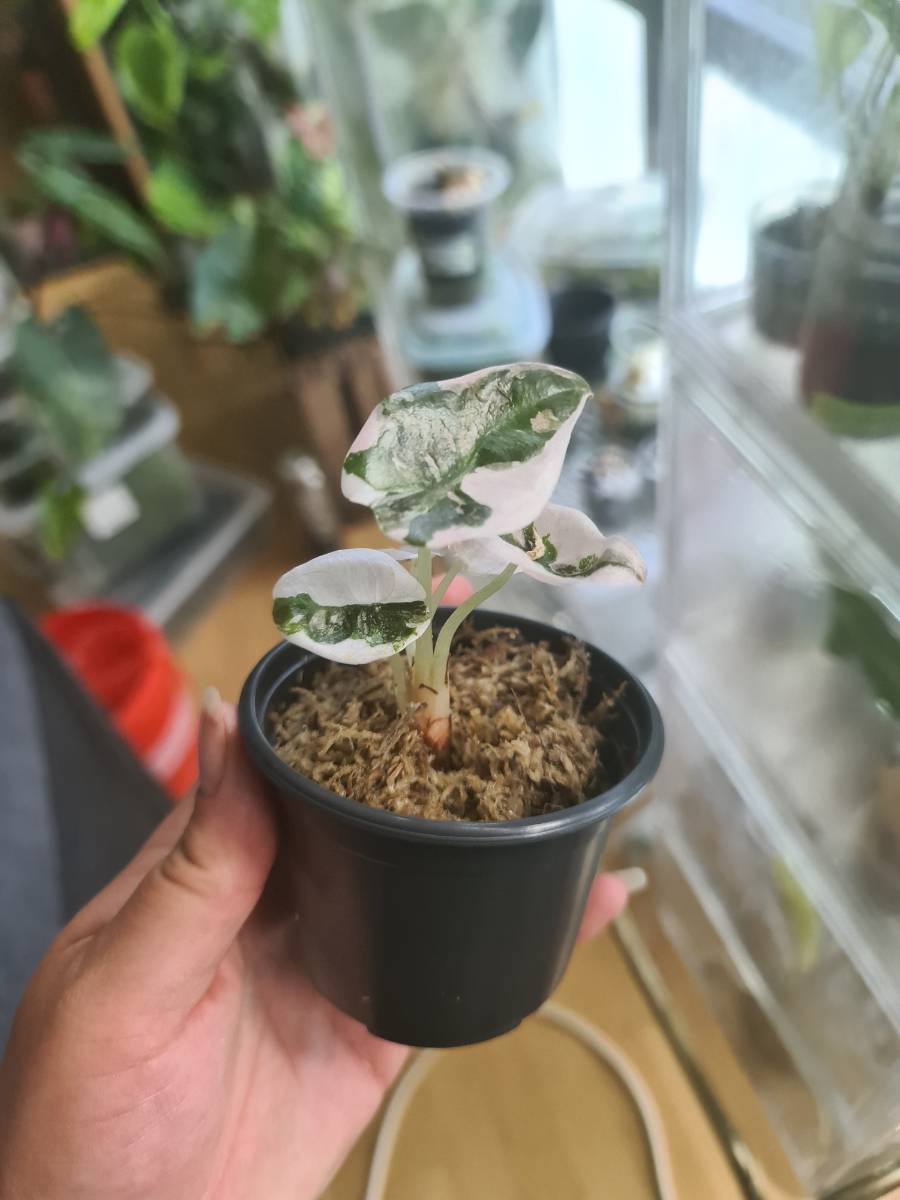 Alocasia Cuprea Pink variegata