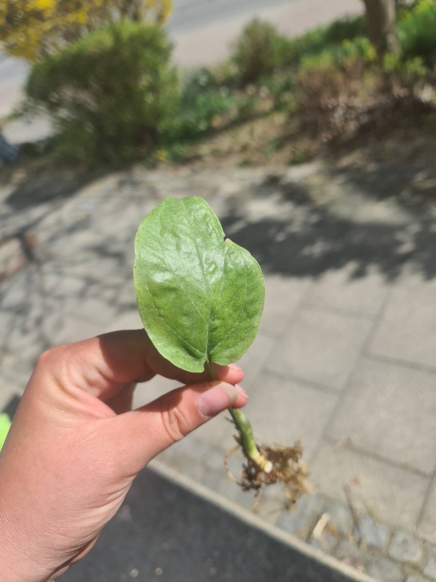 Amydrium mint variegata