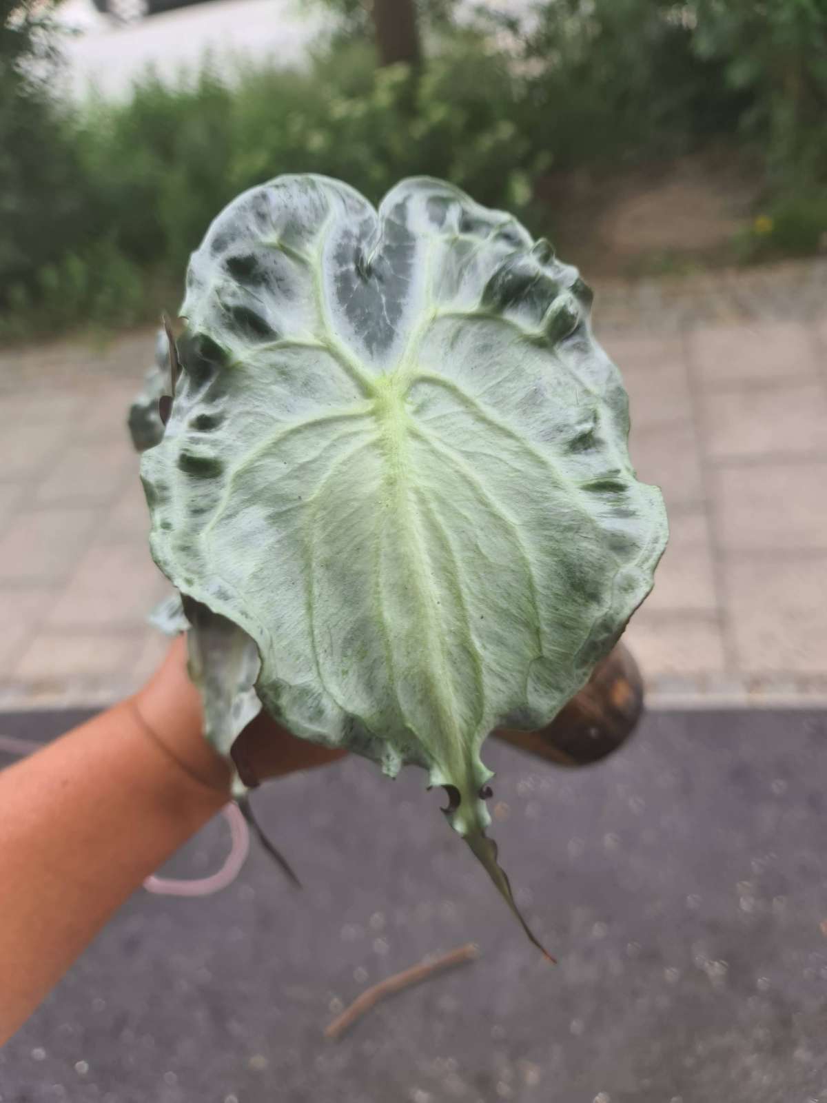 Alocasia Venom Rhizome