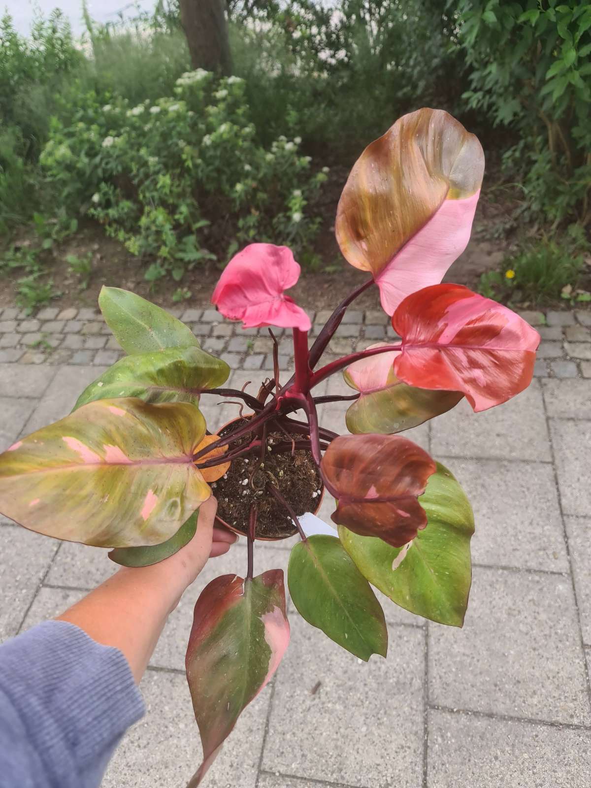 Philodendron Persimmon Princess Pink