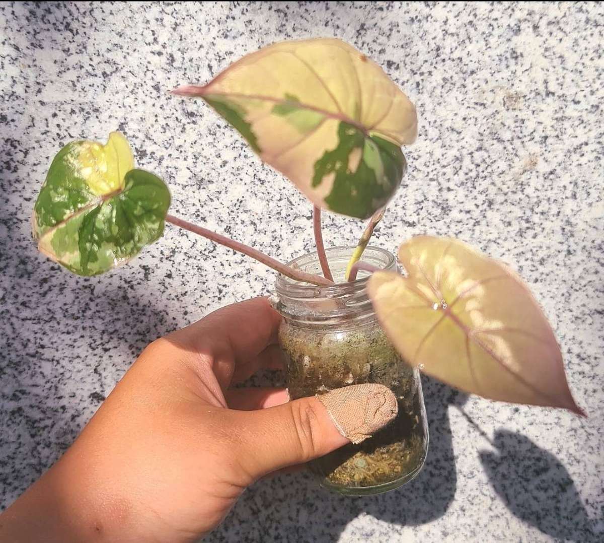 Alocasia Yucatan Pink variegata