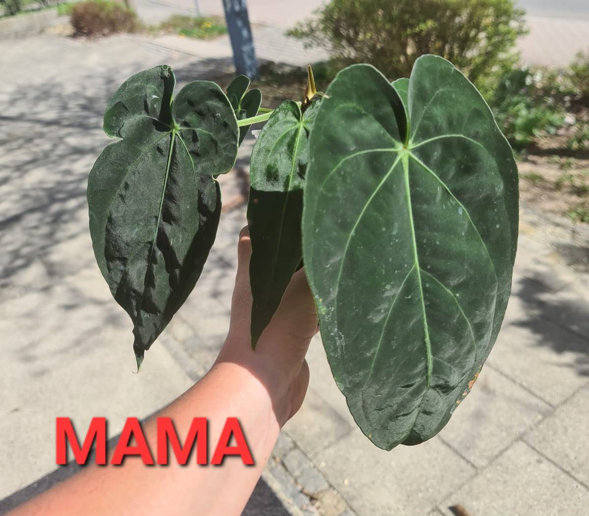 Anthurium dressleri RG F2 Dark Clone x carlablackiae von 4aroids