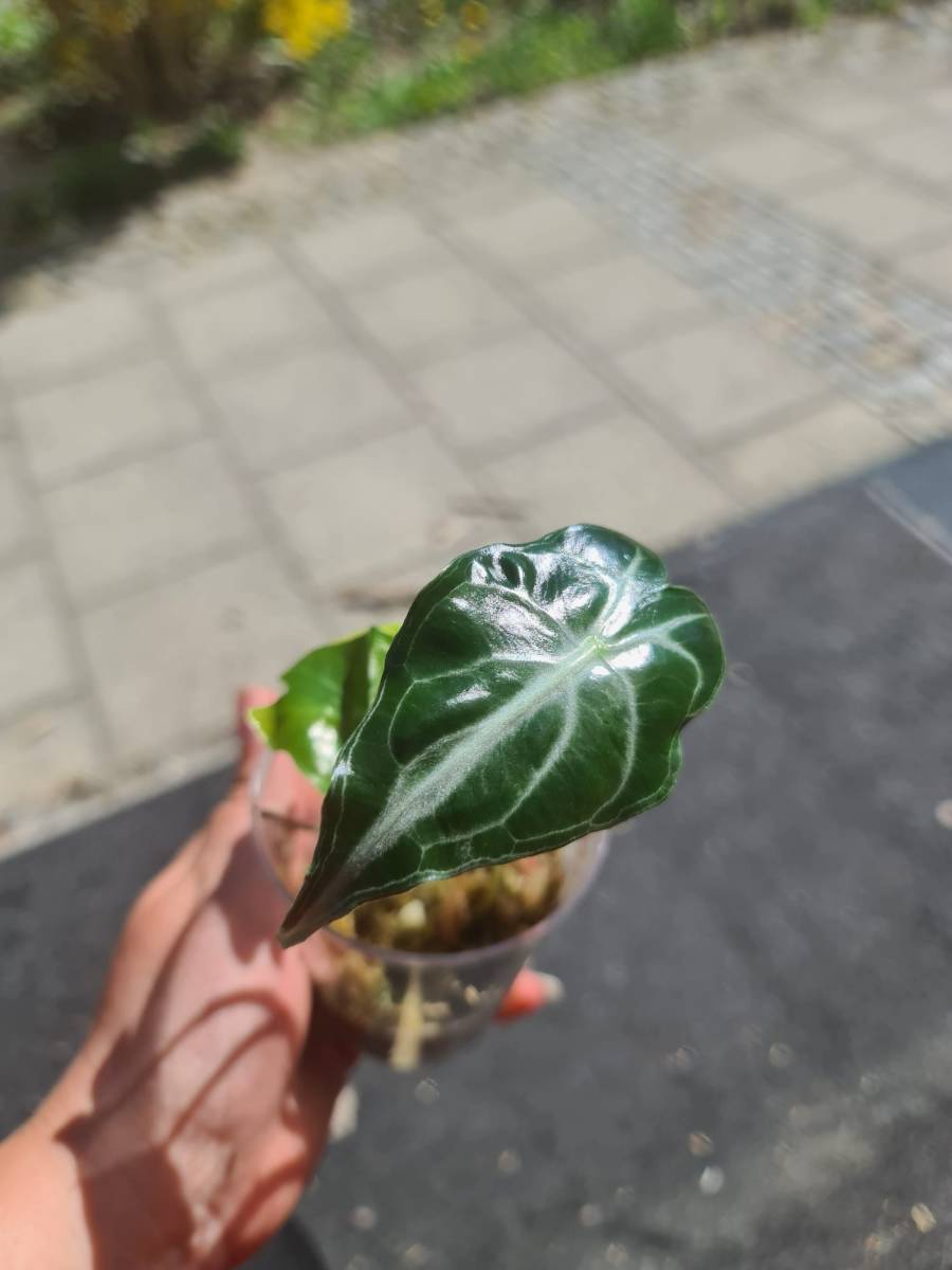 Alocasia Venom