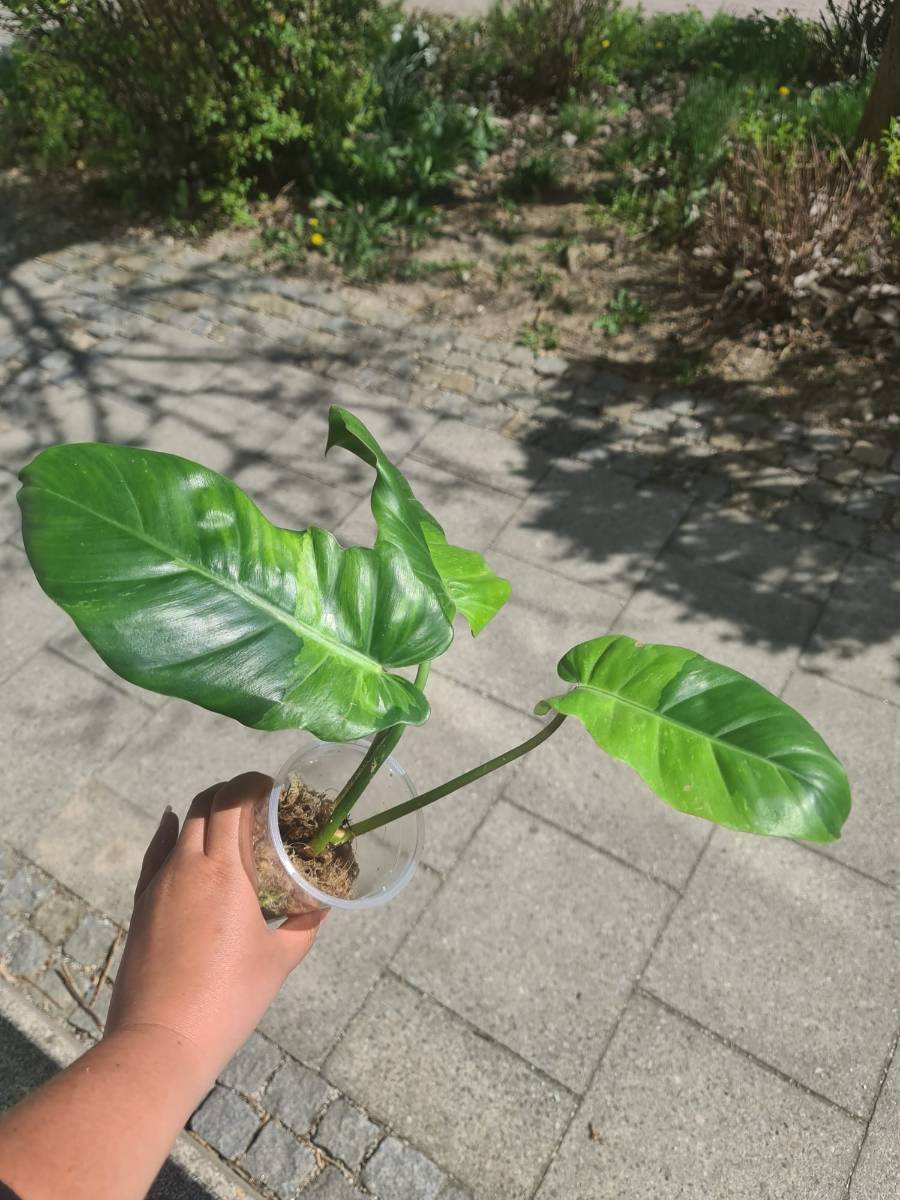 Philodendron Jungle Fever variegata