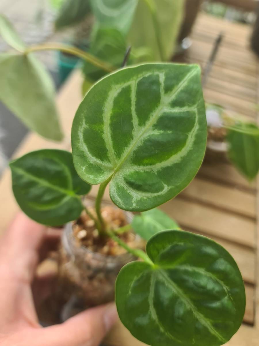 Anthurium HURC x Mystique 88