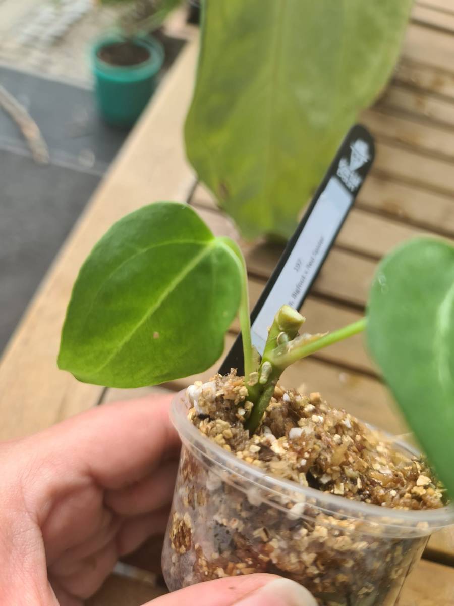 Anthurium Bigfoot x Red Spider