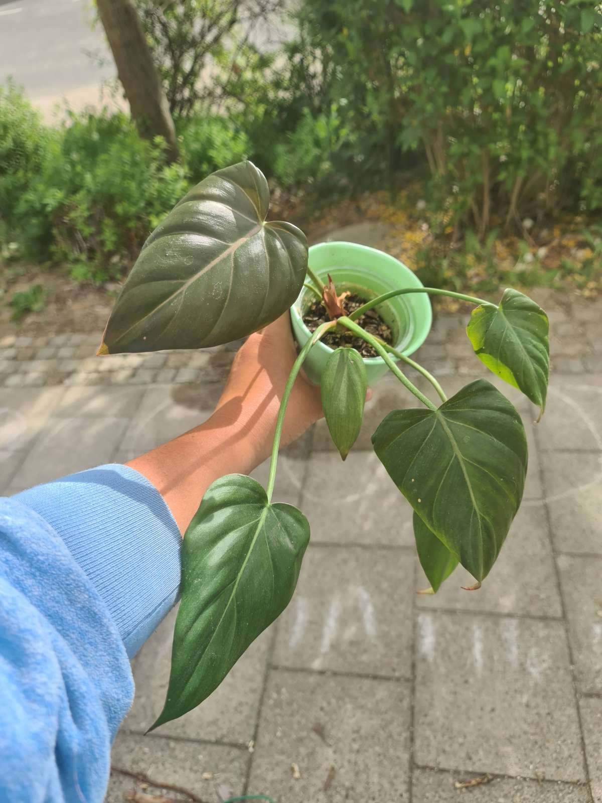 Philodendron Summer Glory