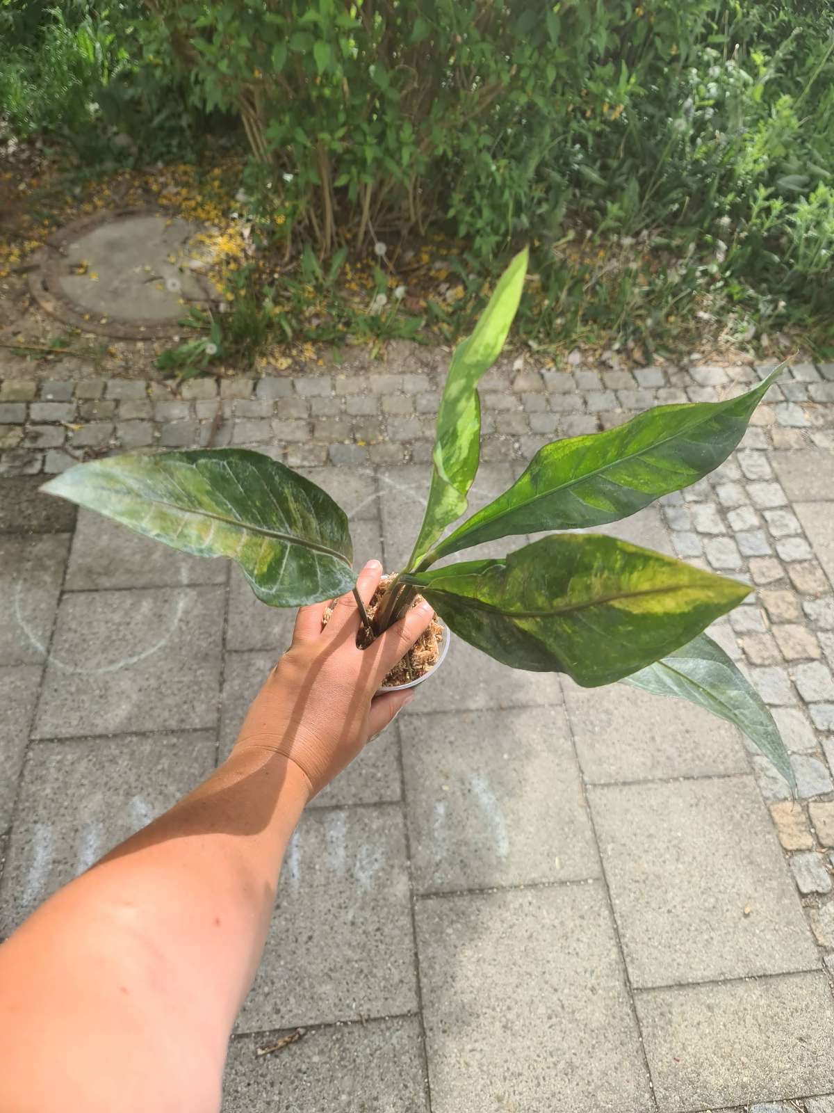 Anthurium Hookeri Pink variegata