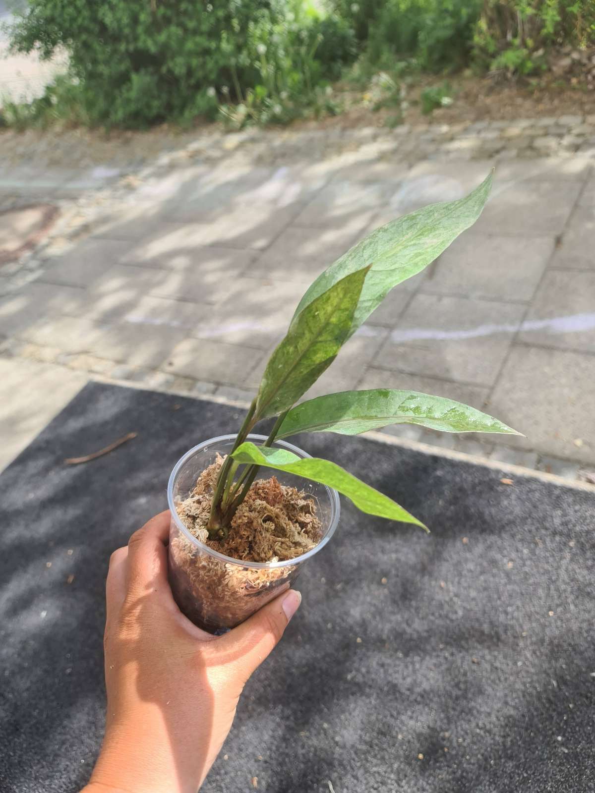 Anthurium Hookeri pink variegata