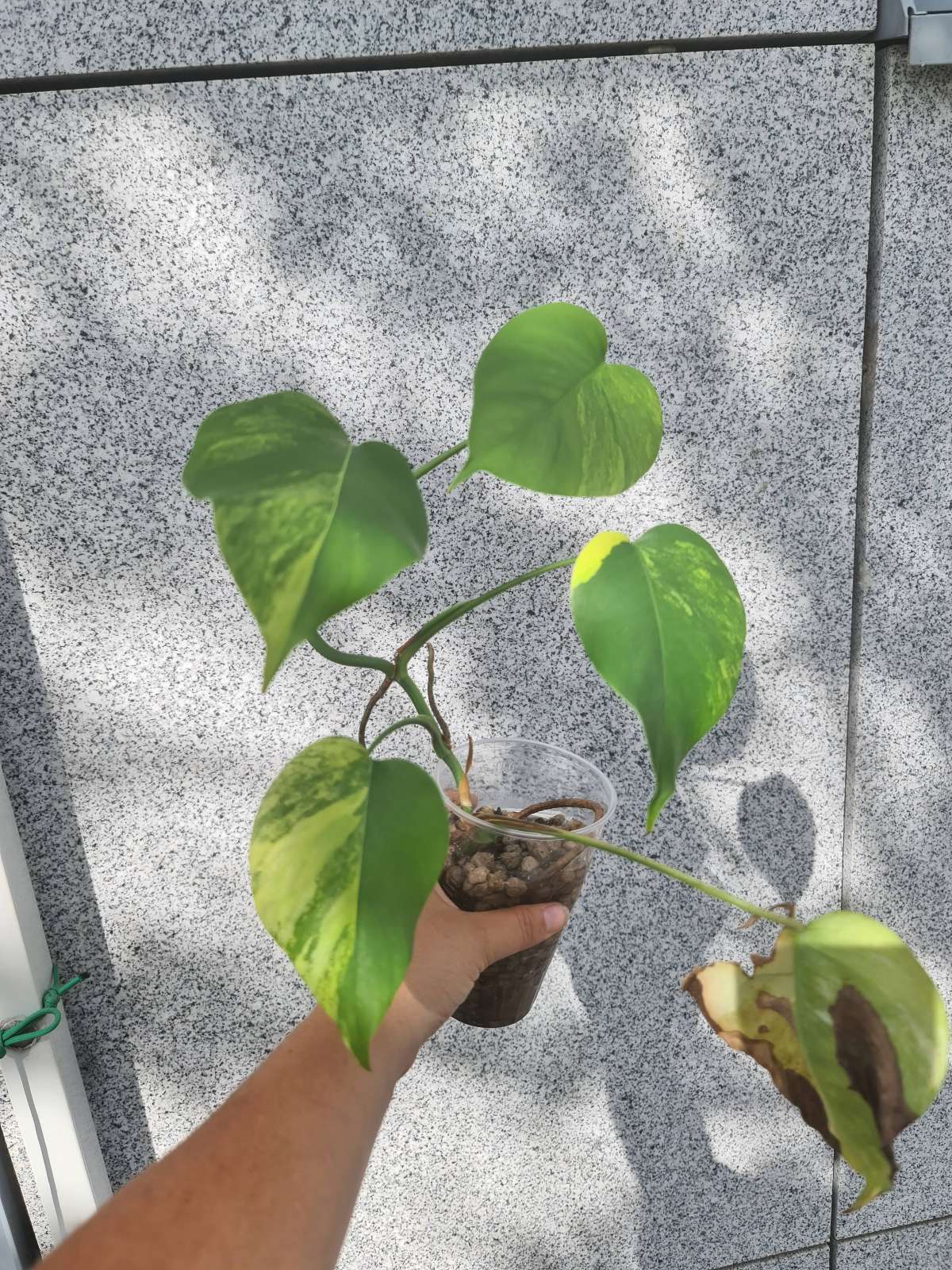 Monstera Aurea variegata