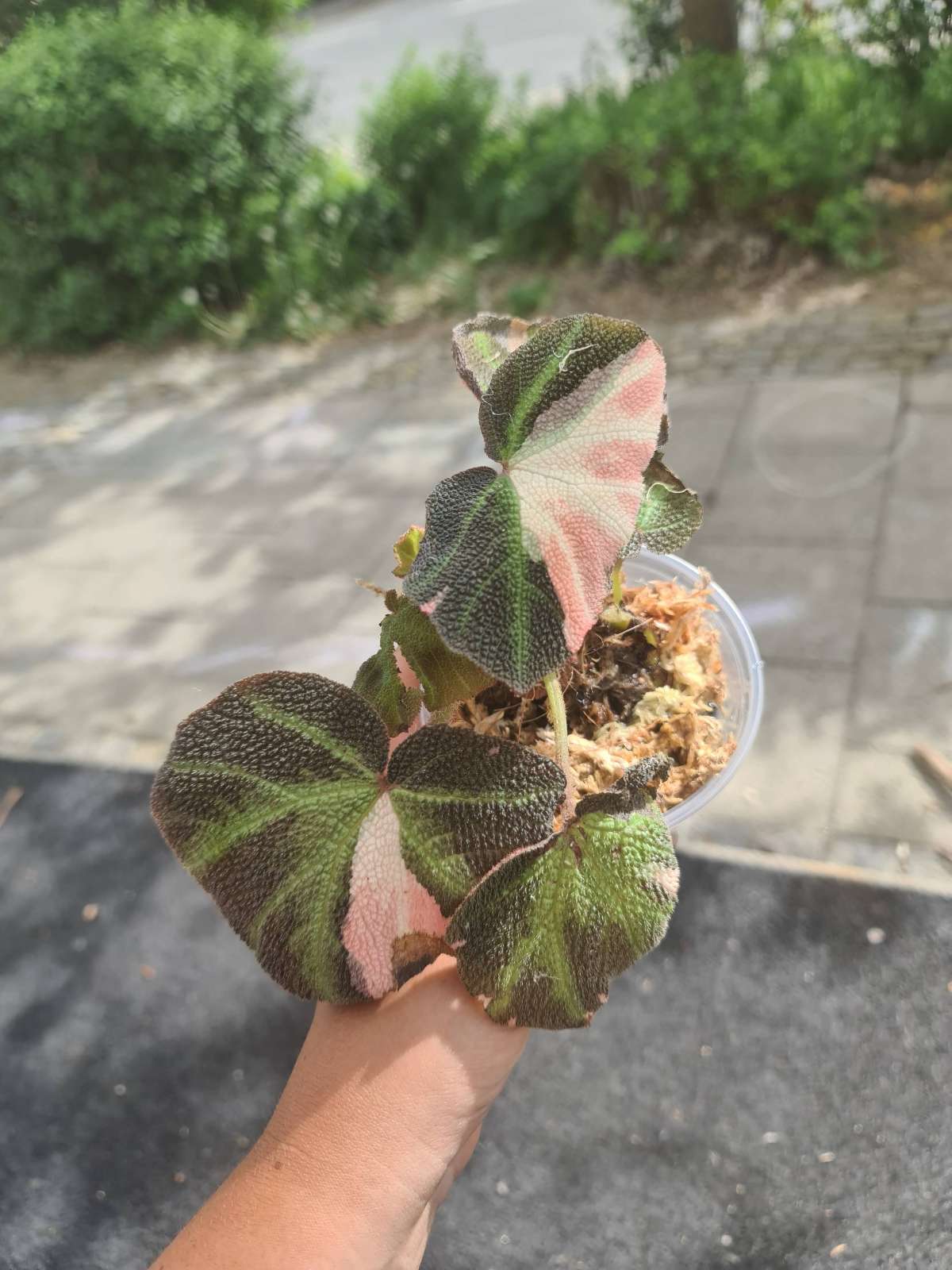 Begonia Soli Mutata Pink variegata