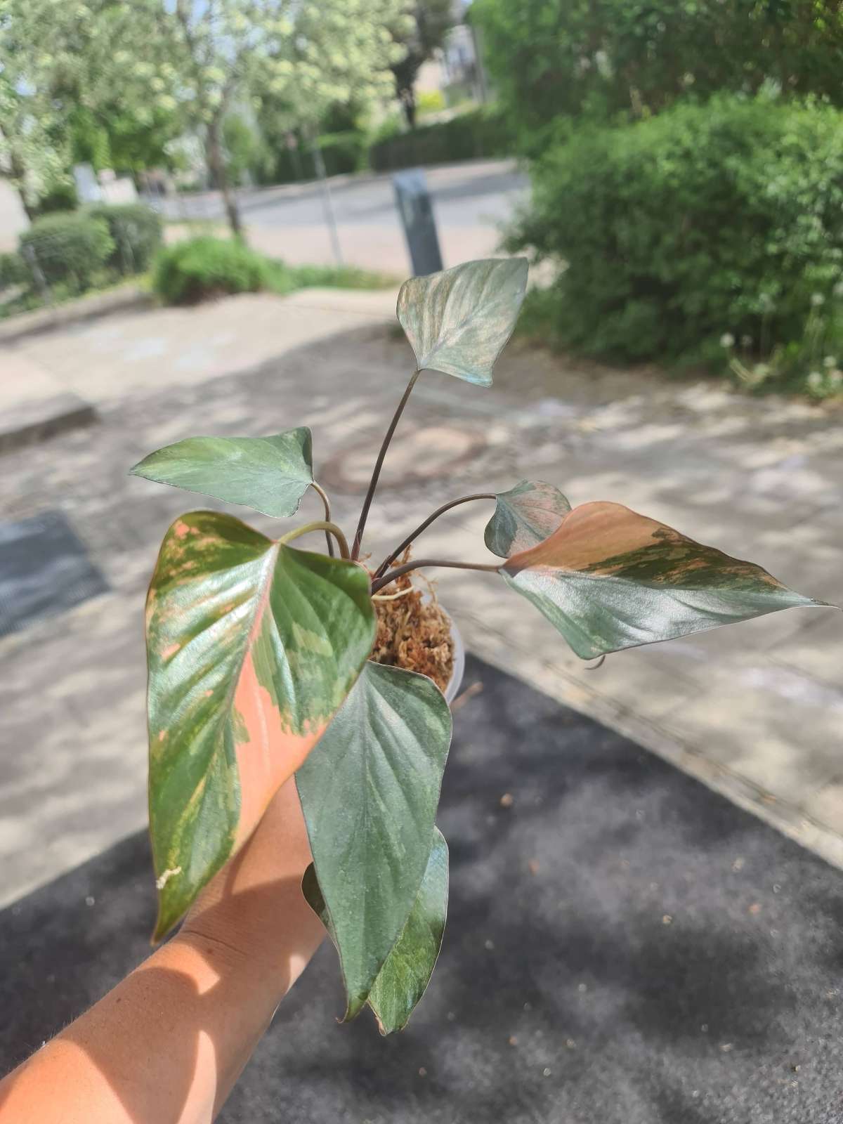 Homalomena pink diam