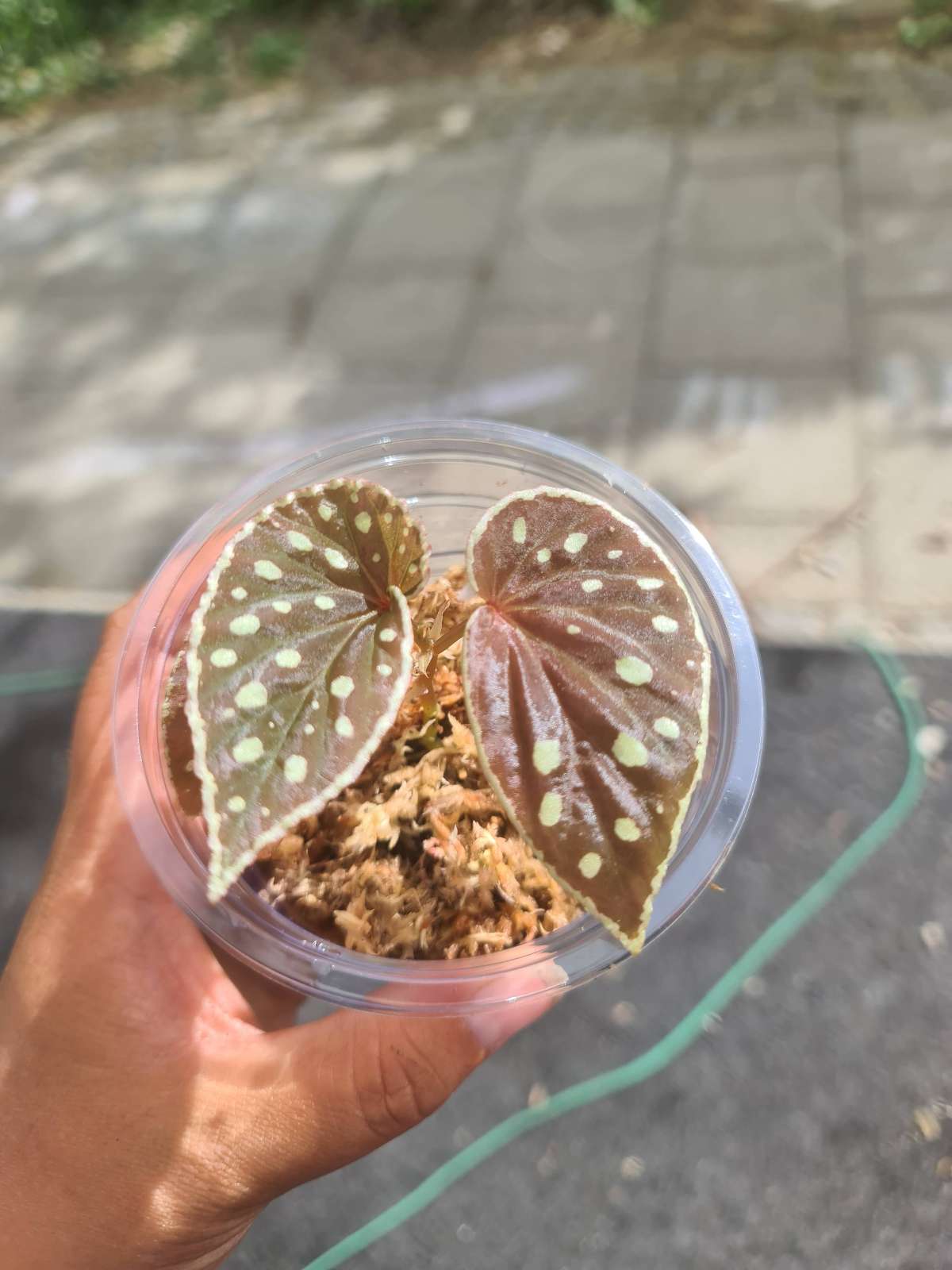 Begonia Firefly