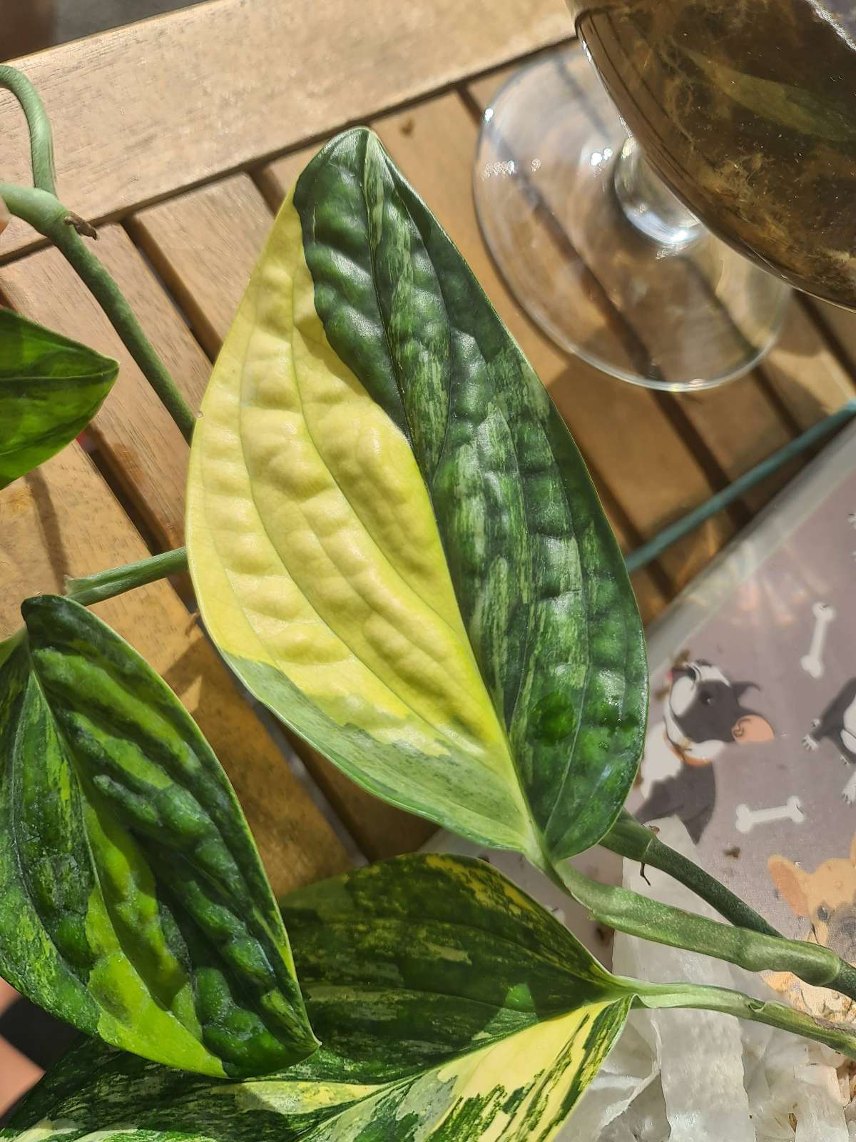 Monstera sp. Peru

Karstenianum variegata