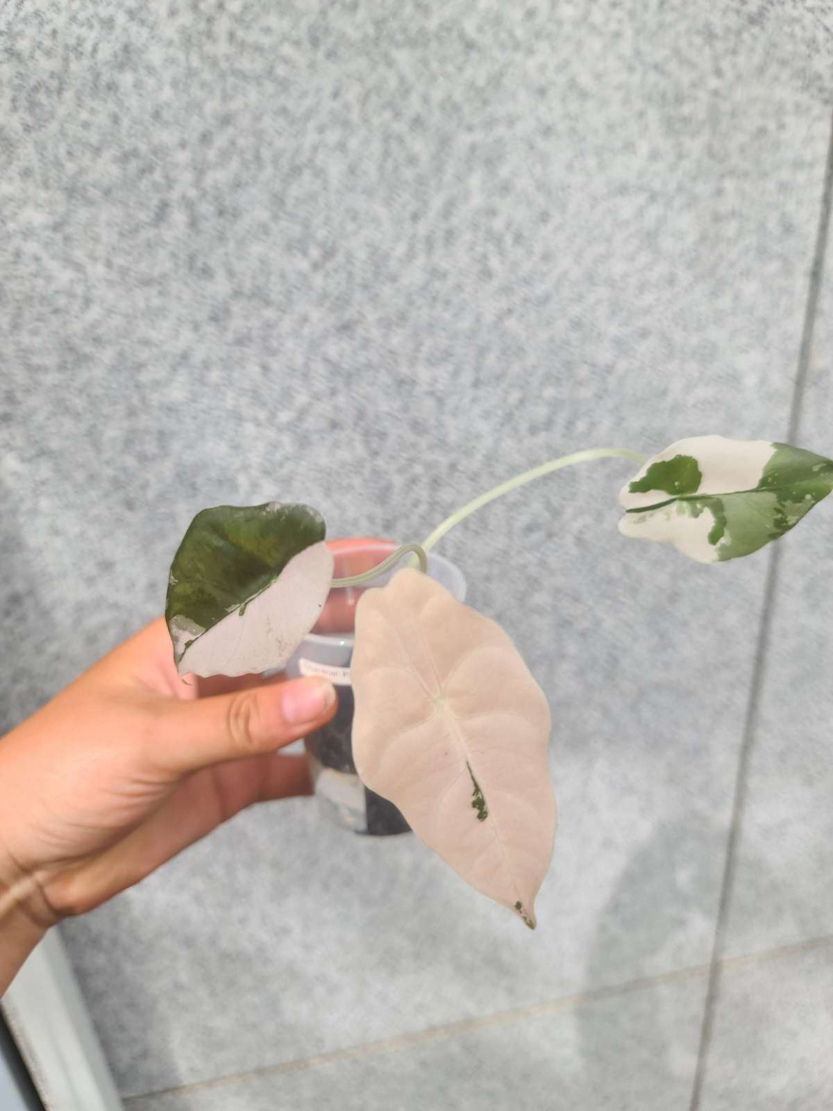 Alocasia Chantrieri Pink Variegata