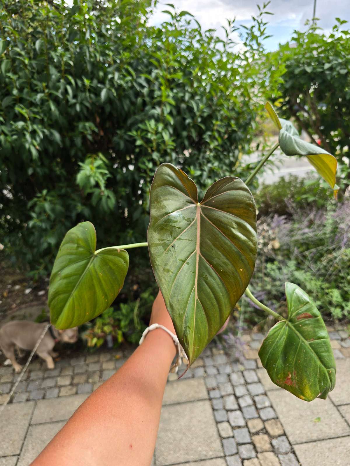 Philodendron Summer Glory