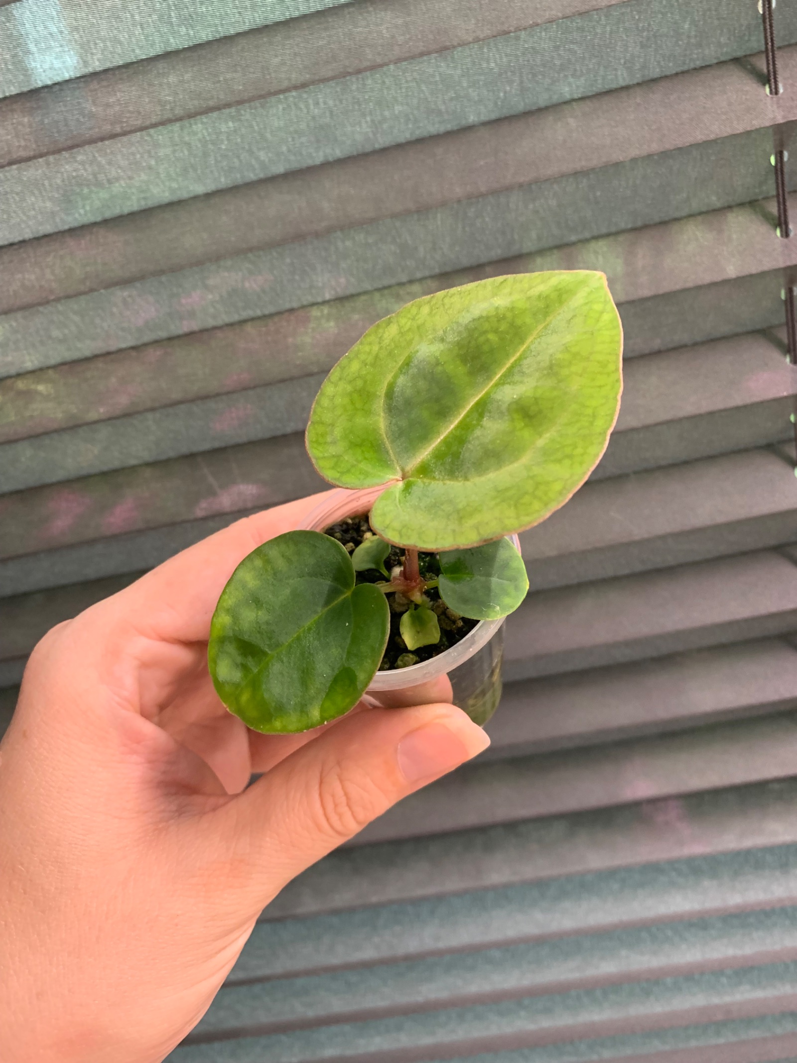 Anthurium (Carla x Papi) X Michelle